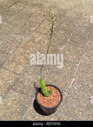 Astroloba foliolosa in flower - CT. Stock Photo