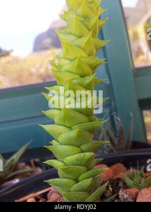 Astroloba foliolosa -stem and foliage detail. Stock Photo