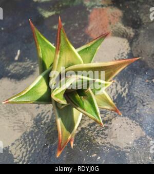 Astroloba robusta rosette 3. Stock Photo