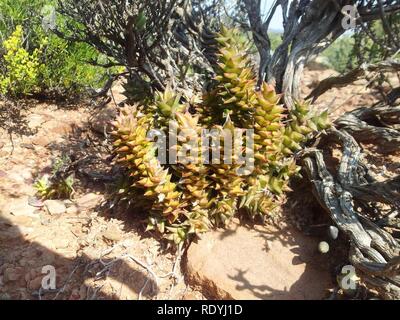 Astroloba smutsiana - in habitat. Stock Photo