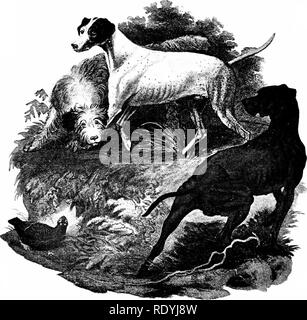 . The dog book. A popular history of the dog, with practical information as to care and management of house, kennel, and exhibition dogs; and descriptions of all the important breeds. Dogs. CAPTAIN FLEMING, OF BAROCHAN, AND HIS HAWKS Frum an illustra inn in Colonel Thurnton's &quot; Tour Tlirougii Scotland &quot; (1786). THE POINTER Published by Sydenham Edwards, London, ,803. The rough dog is the Russian pointer, Russian setter, or Russi.a,, retriever, as it «1S variously called. The centre dog is orange lemon on the head, and the one in the foreground Is liver colored. Please note that these Stock Photo