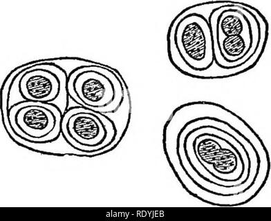 . An introduction to vegetable physiology. Plant physiology. THE GENEEAL STEtJCTUBE OP PLANTS. Fig. 10.—Colonies of Proto- coccus. x 750. The simplest plants, as we have seen, are unicellular, and many remain in this condition throughout the whole of their existence. When they have attained a certain size the cell or protoplast divides into two. Sometimes these two become separated from each other, and we have two plants where but one existed before. Plants with this habit remain unicellular, and the division of the cell is equiva- lent to the reproduction of the plant. The unicellular conditi Stock Photo