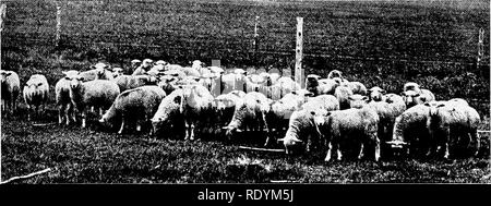Productive Sheep Husbandry Sheep Weight Considered In Feeders