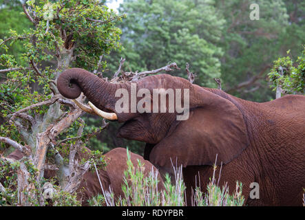 Image of an African elephant carrying acacia branches in the mouth Stock Photo