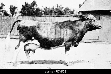 The Guernsey breed. Guernsey cattle. The Guernsey Breed 209