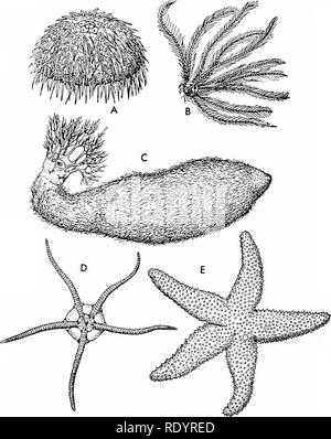 . Principles of modern biology. Biology. The Animal Kingdom - 661 Fig. 32-33. Echinoderms, rep- resenting the five classes. A, a sea urchin, Class Echinoidea; B, a sea lilly, Class Crinoidea; C, a sea cucumber, Class Holo- thuroidea; D, a brittle star, Class Ophiuroidea; and E, a common starfish, Class Asteroi- dea. (From General Zoology, by Miller and Haub. Holt, Rinehart and Winston, Inc.). Embedded in the body wall there is an endo- skeleton, consisting of a number of hard calcareous plates, the ossicles; and projecting outward from the body there are many cal- careous spines. Collectively  Stock Photo