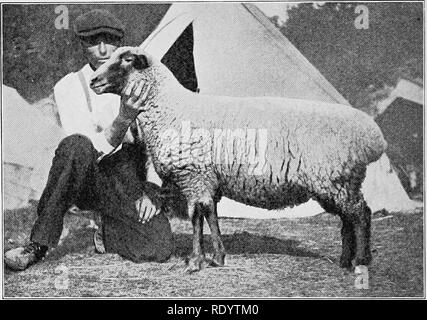 . Types and breeds of farm animals. Livestock. 6i6 SHEEP Crossbred or grade Tunis sheep sired by Tunis rams are regarded on the market as of choice quality. At the Arizona Experiment Station the progeny of Tunis rams on native ewes proved superior as feeders and for range conditions to those sired by Shropshire, Hampshire, Oxford, or Dorset Horn rams. The lambs came early and soon attained large size, and the fleece was improved by the cross, being notably superior to that of the dams.. Fig. 290. Tunis ewe 2568, champion at the 1916 Ohio State Fair. Exhibited by R. E. Owen, Fulton, New York. F Stock Photo