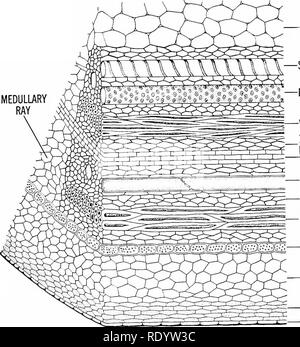 . Principles of modern biology. Biology. Nutrition of Multicellular Plants - 243 cellular material or space—forming a layer that is only one cell deep. Epidermal cells vary in form in the different parts of the plant. In the leaf (Fig. 13-7), where the epi- dermis protects the internal tissues from los- ing too much water, the outer walls of the cells are thick and cutinized. Leaf epidermis is also unusually transparent, allowing light to pass through to the green tissue inside the leaf. Even in the leaf the epidermal cells do not possess chloroplasts. In the root, where the epidermis has an a Stock Photo