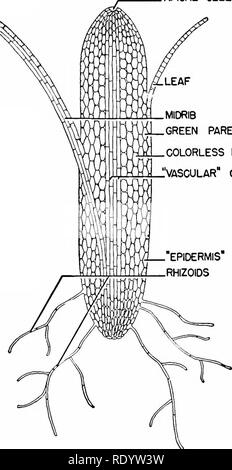. Principles of modern biology. Biology. Nutrition of Multicellular Plants - 241 APICAL CELL MIDRIB green parenchyma colorless parenchyma Avascular&quot; cell. Fig. 13-6. Diagram of longitudinal section of moss plant. into the soil from the lower end of the stem, are simple branched filaments of colorless elongate cells, often twisted into stout root- like strands. Like the true roots of higher plants, the rhizoids serve for both absorption and attachment; but structurally the rhizoids are much simpler than the true roots (p. 246). In most mosses, the blade of each leaf con- sists of a single  Stock Photo