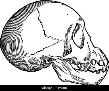 . Diversions of a naturalist . Natural history. Fig. 29.—Complete Skull and Jaw of Eoanthropus Dawsoni. One-third the natural diameter. The parts indicated by dotted lines are re-constructed. The rest is drawn from the actual bones discovered at Piltdown.. Fig. 30.—The complete Skull and Jaw of a young Chimpanzee. Drawn of one-half the natural diameter in order to compare with Fig. 29, representing the adult skull of Eoanthropus, reduced to about the same size. which of these remains are of , animals which were the con- temporaries of Eoanthropus, all we can say is that Eoan- thropus, the crea Stock Photo