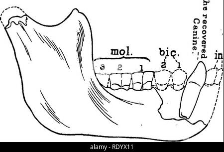 Fig. 3.—A piece of the white branch- ing coral (Lopho- helia