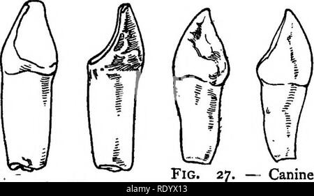 Fig. 3.—A piece of the white branch- ing coral (Lopho- helia