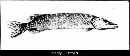 Rod and gun . cluding a 9 lb. BrookTrout, 1 1 f lb. Large Mouth Bass, 6  lb. SmallMouth Bass, 25 lb. Pike, 40 lb. Striped Bass,44 lb. Channel Bass,  175 lb.