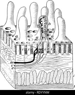 . Essentials of biology presented in problems. Biology. DIGESTION AND ABSORPTION 361 which requires it, and there used for this purpose. Glycogen is also stored in the muscles, where it is oxidized to release energy when the muscles are exercised. Problem XLVII. pass into tJie Mood. , I study of luhere and hoiu digested foods {Laboratory Jlanual, Prob. XLVII.') The Absorption of Digested Food into the Blood. — The object of digestion is to change foods from an insoluble to a soluble form. This has been seen in the study of the action of the various diges- tive fluids in the body, each of which Stock Photo