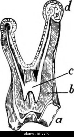 . Essentials of biology presented in problems. Biology. Teeth i, iucisor.s; c, canine; m, molars. p, premolars;. Please note that these images are extracted from scanned page images that may have been digitally enhanced for readability - coloration and appearance of these illustrations may not perfectly resemble the original work.. Hunter, George William, 1873-1948. New York, Cincinnati [etc. ] American Book Company Stock Photo