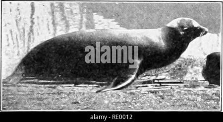 caribbean monk seal tail