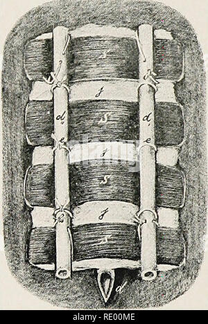 . Surgical and obstetrical operations . Veterinary surgery. 200 THE BA YER SUTURE. splints 15 cm. long, 2 to 4 cm. wide, with rounded ends ; iodoform gauze ; iodoform ether 1:10. Technic. After the skin has been shaved over an area having a radius of 5 to 6 cm. from the wound, the suture needle is inserted 2 to 3 cm. from the lips through the skin and subjacent tissues, a strong drainage tube, d passed. Fig. 14. SP1.1NT Bandage. d, d', d&quot;, drainage tubes; e, retention suture (closed ends); e', do, open end ; /, iodoform gauze ; s, splints. through the closed end of the suture and the thr Stock Photo