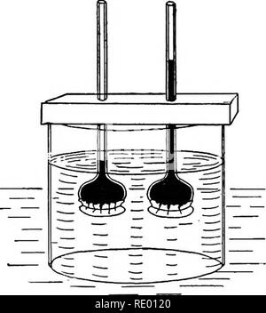 . Essentials of biology presented in problems. Biology. 106 THE STRUCTURE AND WORK OF THE STEM. Experiment showing the osmosis of sugar (right-hand tube) and non- osmosis of starch (left-hand tube). end of both tubes was placed in a glass dish under water. After twenty-four hours, the water in the dish was tested for starch, and then for sugar. We find that only the sugar, which has been dissolved by the water, can pass through the membrane. Digestion. — As we shall see later, the food for a plant is manu- factured in the leaves or in stems, etc., wherever green coloring mat- ter is found. Muc Stock Photo