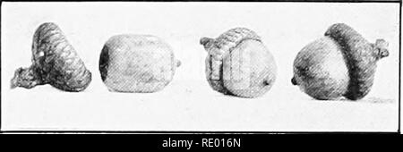 . Essentials of biology presented in problems. Biology. Key fruit of maple.. The acorn, a nut in which the involucre partly covers the fruit. way, poor nate. soil, lack of. Please note that these images are extracted from scanned page images that may have been digitally enhanced for readability - coloration and appearance of these illustrations may not perfectly resemble the original work.. Hunter, George William, 1873-1948. New York, Cincinnati [etc. ] American Book Company Stock Photo