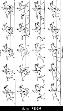 . The physiology of the domestic animals; a text-book for veterinary and medical students and practitioners. Physiology, Comparative; Domestic animals. I I. Please note that these images are extracted from scanned page images that may have been digitally enhanced for readability - coloration and appearance of these illustrations may not perfectly resemble the original work.. Smith, Robert Meade, 1854-. Philadelphia and London, F. A. Davis Stock Photo