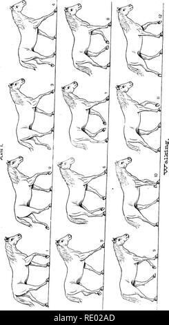 . The physiology of the domestic animals; a text-book for veterinary and medical students and practitioners. Physiology, Comparative; Domestic animals. . Please note that these images are extracted from scanned page images that may have been digitally enhanced for readability - coloration and appearance of these illustrations may not perfectly resemble the original work.. Smith, Robert Meade, 1854-. Philadelphia and London, F. A. Davis Stock Photo