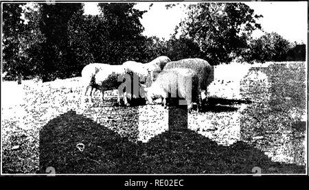 . Nature study and agriculture. Nature study; Agriculture. 436 PROJECTS then care for the brood. The project may in subsequent years be enlarged till it includes the care and management of the whole Jarm flock. 2. Pigs. — Select two pigs, and feed and care for them from May 20 to October 17. 3. Sheep. — Select two ewes and care for them and their lambs through the season.. Prize Winners in a Sheep Raising Contest The two ewes were purchased in the spring for $32 and in the fall the three lambs were easily worth that amount. The wool, which was sold for $ 10, covered the expenses, and the lambs Stock Photo