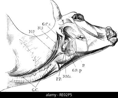 . Fig. 210.—Deep-seated lymphatic glands of the head and neck. The ...