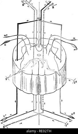 . The physiology of the domestic animals; a text-book for veterinary and medical students and practitioners. Physiology, Comparative; Domestic animals. 802 PHYSIOLOGY OF THE DOMESTIC ANIMALS.. Fig. 343.—Diagram of a Spinal Segment as a Spinal Centre and Con- ducting Medium, after Bramwell. (Landois.) B, right. B*. left cerebral hemispheres; M O, medulla oblongata; 1, motor tract from right hemi- sphere, largely decussating at M O, and passing down the lateral column of the cord on the opposite side to tlio muscles M and Ml; 2, motor tract from left hemisphere; S, S*, sensitive areas on the lef Stock Photo