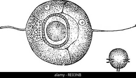 . Fig. 44.—Gravid segment of beef- measle tapeworm [Tcenia sagi- nata ...