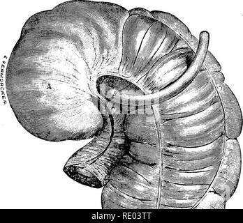 . The physiology of the domestic animals; a text-book for veterinary and medical students and practitioners. Physiology, Comparative; Domestic animals. DIGESTION IN THE LAEGE INTESTINE. 427. *««. Please note that these images are extracted from scanned page images that may have been digitally enhanced for readability - coloration and appearance of these illustrations may not perfectly resemble the original work.. Smith, Robert Meade, 1854-. Philadelphia and London, F. A. Davis Stock Photo