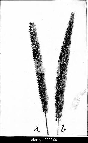 . Nature study and agriculture. Nature study; Agriculture. lyo NATURE STUDY AND AGRICULTURE 17. Green Foxtail: Pigeon Grass.— In some sections this is less common than the preceding, but in other localities it is even more abundant. It is easy to distinguish the two species if they are brought together for comparison. The two foxtails generally reduce the yield of wheat more than all other weeds combined, and we may therefore, with good reason, call them our worst weeds. 18. Barnyard Grass: Cockspur Grass. — This is often associated with pigeon grass, though it is fond of richer ground such as Stock Photo