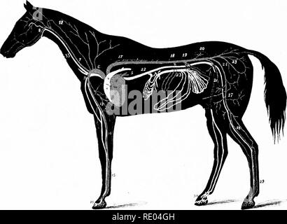 The anatomy of axillary artery on a white background Stock Photo - Alamy