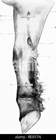 . The surgical anatomy of the horse ... Horses. - i. Plate III.—Inner Aspect of &quot;Off&quot; Fore Limb I. Edge of posterior superficial pectoral muscle. 3. Median nerve exposed. 3. Elevation formed by flexor metacarpi internus. 4. Elevation formed by extensor metacarpi magnus. 5. Chestnut. 6. Ridge of the Radius. 7. Position of ridge of pisiform bone. S. Internal plantar nerve exposed, 9. Digital nerve exposed.. Please note that these images are extracted from scanned page images that may have been digitally enhanced for readability - coloration and appearance of these illustrations may not Stock Photo