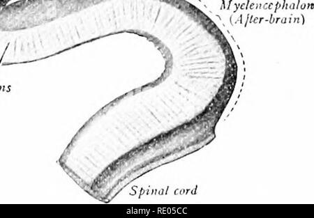 . A laboratory manual and text-book of embryology. Embryology. * Metencephalon 'Hind-brain) Rhomboid fossa /Lamina Corp Rhinencephalon / lerniinalis striatu {Olfactory-brain) rass. Fig. 314.—Brain of a 13.6 mm. human embryo in median sagittal section (after His from Sobotta's Atlas of Anatomy), i, optic recess; 2, ridge formed by optic chiasma, 3; 4, infundibular recess. the tela chorioidea. The ventrolateral walls of this same region on the other hand are very thick. A median sagittal section of a brain at a somewhat later stage shows the cervical, pontine and cephalic flexures well marked (F Stock Photo