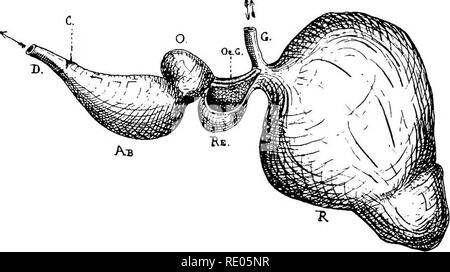 . A text-book of agricultural zoology. Zoology, Agricultural; Zoology, Economic. 450 MAMMALIA. divided into a number of polygonal spaces on its walls; it is small in capacity, and acts especially as a reservoir for liquids. The omasum receives the &quot;cud.'' This division has its walls thrown up into a number of deep folds longitudinally disposed, and placed so close together that they resemble the leaves of a book : we can recognise three series of them of diiFerent sizes. The food, after being crushed between the leaves, is passed through this into the fourth division, the abomasum or true Stock Photo