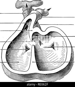 Interventricular Septum Embryology