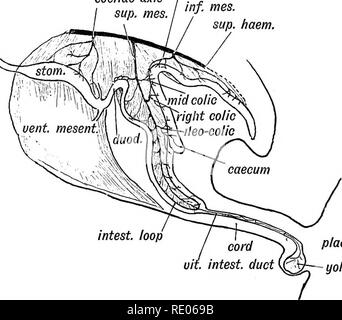 . Human embryology and morphology. Embryology, Human; Morphology. inf ...