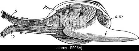 . Outlines of the comparative physiology and morphology of animals. Anatomy, Comparative; Physiology, Comparative. 338 PHYSIOLOGY AND MORPHOLOGY OF ANIMALS. mouth and connected therewith by a short oesophagus. If we take off the carapace of a lobster by dividing the attachments with the sternum, Fig. 221 will represent what we see. Immediately beneath the carapace is the heart, H, with the blood vessels running fore and aft. We have nothing to do with these now. We will speak of them later. In front and beneath the heart is seen the large stomach, st, with the straight intestine, i, run- ning  Stock Photo
