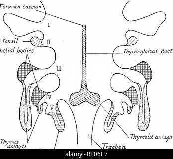 . Text-book Of Embryology. Embryology. Origin Of The Mesoderm 61 Tnes 