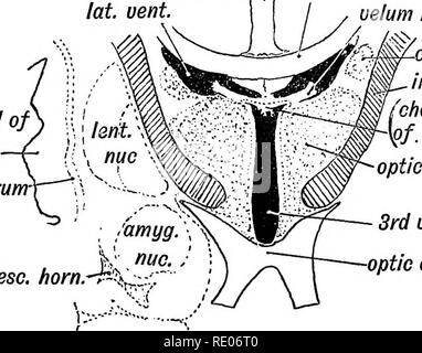 . Human embryology and morphology. Embryology, Human; Morphology. THE ...