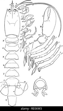 . Outlines of the comparative physiology and morphology of animals. Anatomy, Comparative; Physiology, Comparative. Fig. 170.—External anatomy of the lobster. (After Kmgsey.). Please note that these images are extracted from scanned page images that may have been digitally enhanced for readability - coloration and appearance of these illustrations may not perfectly resemble the original work.. LeConte, Joseph, 1823-1901. New York, D. Appleton and Company Stock Photo