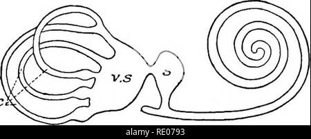 Illustration of stapes morphology following the nomenclature of