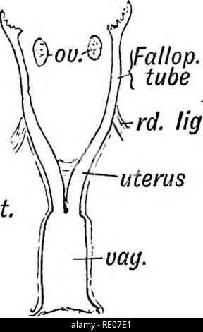 . Human embryology and morphology. Embryology, Human; Morphology. 210
