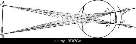 . Outlines of the comparative physiology and morphology of animals. Anatomy, Comparative; Physiology, Comparative. lo6 PHYSIOLOGY AND MORPHOLOGY OF ANIMALS. the retina at a! b', and so of all intermediate points. If the retina is properly placed the image will be perfect. If the retina be too far back or, what is the same, if the lenses are too refractive, the image will fall short of the retina a' b' and will be blurred. This is the case in the nearsighted. The object must be brought nearer, so as to throw the image a little farther back. If the retina be too near the lens or, which is the sa Stock Photo