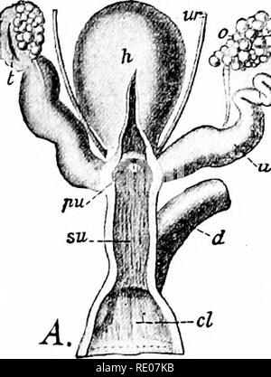 . A manual of zoology. Zoology. IV. VERTEBRATA: MAMMALIA. 629 Miillerian ducts into the urogenital sinus {ug), tlie lower continua- tion of the bladder. The gonad is connected with the Wolffian duct. In the anterior wall of the urogenital sinus is a mass of highly vascular tissue (cp), from which and a surrounding fold the external genitalia are developed. Since the urogenital sinus opens from in front into the intestine, there is always a claoca {d) in the embryonic stages, whicli persists throughout life in the mono- tremes, and to a considerable extent in the female marsupials: in all other Stock Photo