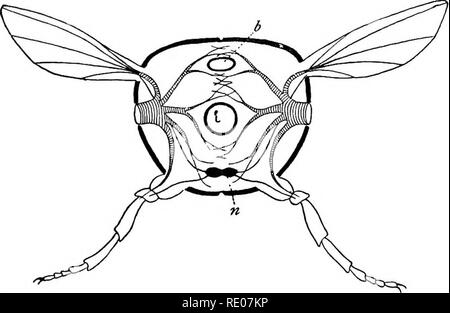 . Outlines of the comparative physiology and morphology of animals. Anatomy, Comparative; Physiology, Comparative. 84 PHYSIOLOGY AND MORPHOLOGY OF ANIMALS. SECTION VI. Nervous System of Invertebrates. The departments below the vertebiates we group together under the general term invertebrates, not be- cause they are more nearly related to one another than they are to vertebrates, for this is not true, but because we must treat them far more cursorily. i. Articulata. Arthropods and Annelids.—The plan of structure of these is widely different from that of vertebrates. In these (i) the skeleton i Stock Photo