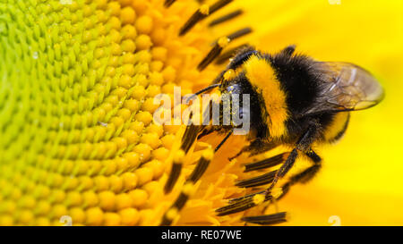 Bumble bee pollinator collecting pollen on the disc surface of a yellow fresh sunflower with water drops during Spring and Summer close up macro wide  Stock Photo