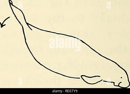 Manatees surfacing for air Stock Photo - Alamy