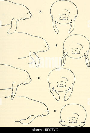 Resting Florida manatees (Trichechus manatus latirostris) in sanctuary