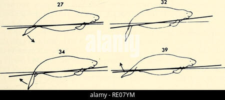 The tail of a Manatee swimming through a Florida canal Stock Photo - Alamy